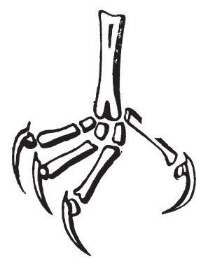 Bu görüntü parmak kemikleri, Cypseline ayak, vintage çizgi çizme veya oyma illüstrasyon temsil eder..