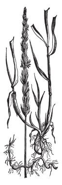 Bu bir kanepe ot, yarım ayaklarda büyür, yaprakları ince ve düz, kısa ve ince kökleri ve düz, vintage çizgi çizme veya oyma illüstrasyon kaynaklanıyor vardır.