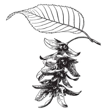 Bu görüntüde, oval, dikdörtgen ve tırtıklı yaprakları vardır. 2-4 inç uzunluğunda, vintage çizgi çizme veya oyma illüstrasyon meyve kümeleri.