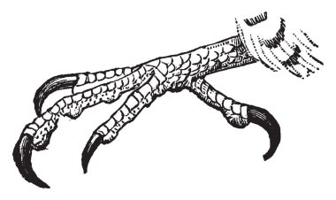 Bu resim akdoğan pençe, vintage çizgi çizme veya oyma illüstrasyon temsil eder..