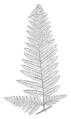 Pteris Tremula ve bu resmini Avustralya fren bilinir. Hızlı büyüyen fern ince kesilmiş yaprakları, vintage çizgi çizme veya oyma illüstrasyon ile bu.