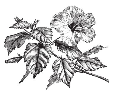 Resim Hibiscus Rosa-Sinensis bitki gösterir. Bu görüntü dalında çiçekli bölümü gösterir ve her petiole yapraklar. Çiçek ve yaprakları boyutu, vintage çizgi çizme veya oyma illüstrasyon büyüktür.