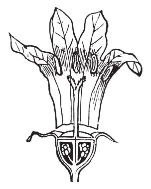 Resim Bluet çiçek gösterir. Sapları bir çiçek sapı başı ile uzun boylu. Gölgeli alanlarda, özellikle de otlar, vintage çizgi çizme veya oyma illüstrasyon arasında büyüyen nemli asitli topraklarda büyür.