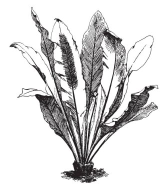 Asplenium Nidus gösteren bir resim. Bu ortak adı kuş yuva fern tarafından bilinmektedir. Fern tüm marjinal yaprakları vardır. Damarları kısmen net, vintage çizgi çizme veya illüstrasyon oyma oluşturmak için birleştirilmiştir.