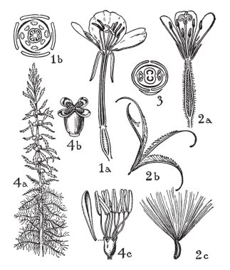 Resimde çiçek siparişleri onagraceae ve haloragidaceae olur. Gösterilmiştir bu emirleri oenothera (1), (2) epilobium, (3) circaea ve (4) myriophyllum, vintage çizgi çizme veya oyma illüstrasyon çiçekler.