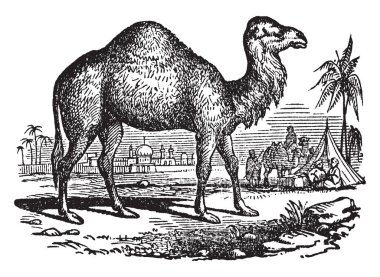 Mısır sahnesinde devenin klasik tasviri