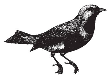 Cotinga eşleştirme sezon, vintage çizgi çizme veya oyma illüstrasyon sırasında dikkat çekicidir.