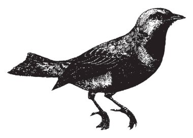 Cotinga is remarkable during the pairing season, vintage line drawing or engraving illustration. clipart