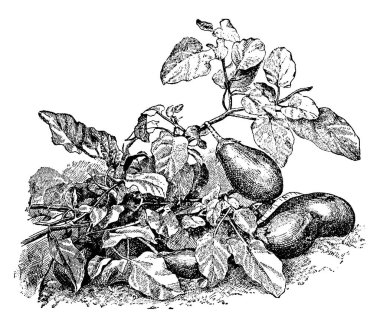 Bu yumurta biçimli ve armut biçimli hakkında uzun, yoğun yaprakları, vintage çizgi çizme veya oyma illüstrasyon.