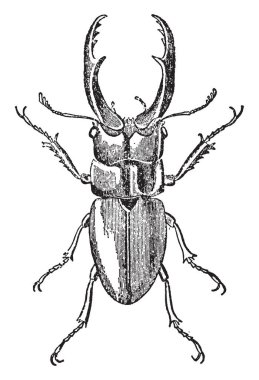 Bu resim Cladognathus Cinnamomeus, vintage çizgi çizme veya oyma illüstrasyon temsil eder..