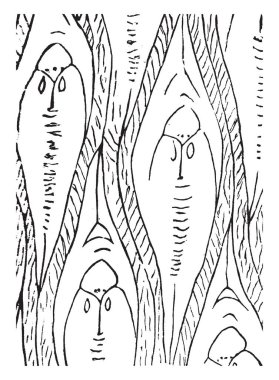 Biri en bol Caboniferous orman ağaçları, özellikle içinde belgili tanımlık önceki yarı Carboniferous yaş veya ortasına kadar kömür dönem, vintage çizgi çizme veya oyma illüstrasyon.