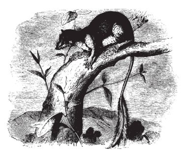 Ptilocerque Lowii Ptilocerque cins, vintage çizgi çizme veya oyma illüstrasyon familyasından bir.