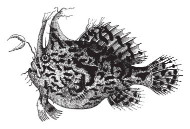 Chronectes Histrio daha büyük bir türdür ve Brezilya, vintage çizgi çizme veya oyma illüstrasyon bulundu.