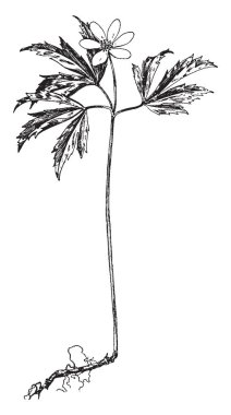 Bir resim bir şube ve çiçek ahşap anemon çiçeği olarak da bilinen olan Anemone Nemorosa gösteriyor. Anemone Nemorosa beyaz veya morumsu renkli, vintage çizgi çizme veya oyma illüstrasyon çiçekler.