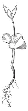 Eski kayın Plumule-yaprak geliştirme ve uzun bir internodes, vintage çizgi çizme veya oyma illüstrasyon üzerinde yükseltilmiş ile bu.