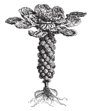 Bu sebze çok düşük doymuş yağ ve kolesterol ve magnezyum ve fosfor, vintage çizgi çizme veya oyma illüstrasyon iyi bir kaynak.