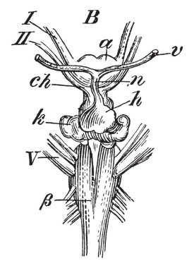 Soğanı pyrimids mevcut nerede, vintage çizgi çizme veya oyma illüstrasyon paten beyin.