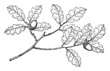 Yaygın bir süs bitkileri sınırları içinde veya numune bitkiler olarak yetiştiriliyor. Eski adı ANABİLGA Undulata, vintage çizgi çizme veya oyma illüstrasyon altında bir tür olarak kabul edildi.