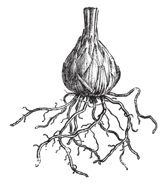 Questo Bulbo Giglio Peli Della Radice Basso Disegno Linee Vintage — Vettoriale Stock