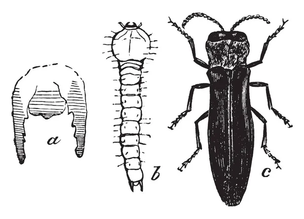 吉丁是宝石甲虫的属 复古线条画或雕刻插图 — 图库矢量图片