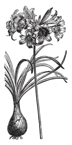 Зображення Показує Amaryllis Belladona Blub Цветонос Він Виробляє Листя Квіти — стоковий вектор