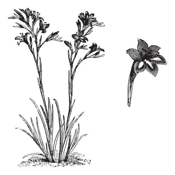 Esta Imagen Una Planta Flores Llamada Gladiolus Cuyo Nombre Común — Archivo Imágenes Vectoriales