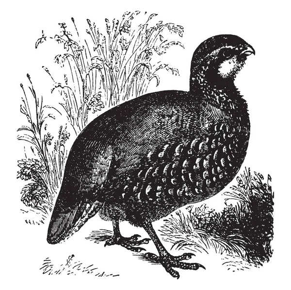 Pertridge Uccello Gioco Della Famiglia Dei Fagiani Phasianidae Illustrazione Linee — Vettoriale Stock