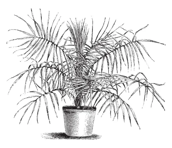 一个完全生长在花盆里的棕榈植物 复古线条画或雕刻插图 — 图库矢量图片