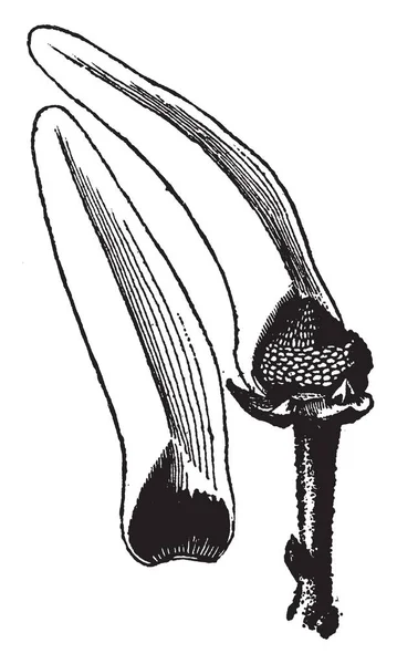 チェリモヤは Chirimolla と呼ばれます 香りのよい花が負担孤独なヴィンテージの線描画や彫刻イラストです — ストックベクタ