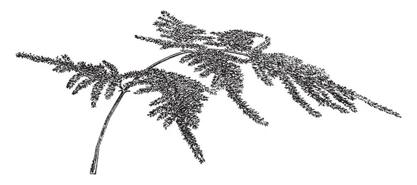 芦笋文竹被称为芦笋蕨 这是一个充满了艰难的绿色茎 复古线条画或雕刻例证的多年生常青草本植物 — 图库矢量图片