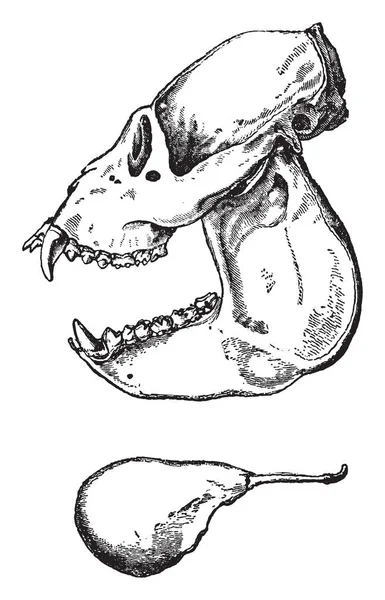 Maymun kafatası inleyen orta ve Güney Amerika yağmur ormanları, vintage çizgi çizme veya oyma illüstrasyon için yerel.