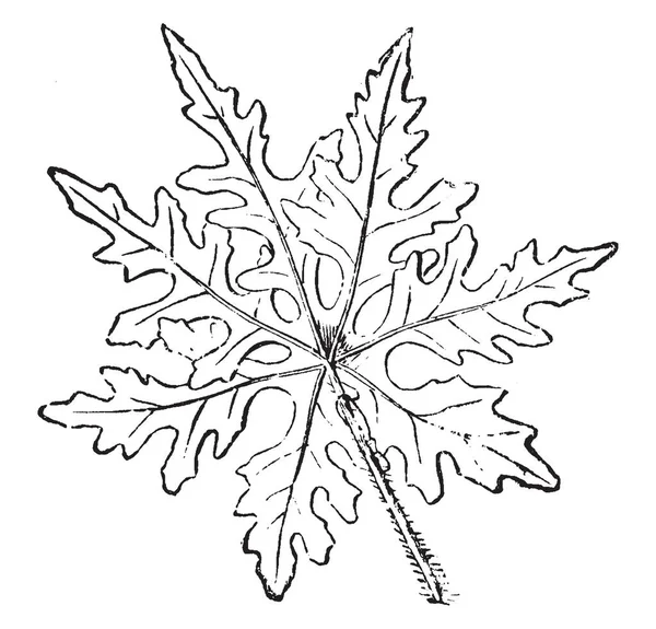 サツマイモの Sinuata 500 ほとんど暖かい気候の木 漏斗形の花 ヴィンテージの線描画や彫刻イラストでヒルガオの巻きつきと末尾の草本植物の属の葉 — ストックベクタ