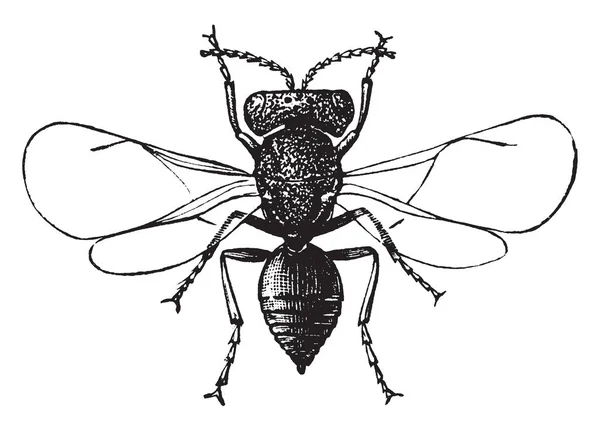 Female Fruit Fly Illustrazione Marrone Giallastra Vintage Line Drawing Incisione — Vettoriale Stock