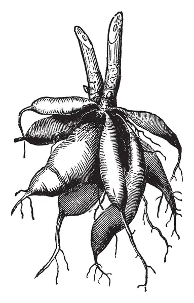 Picture Showing Dahlia Root Dahlia Edible Tuber Vintage Line Drawing — Stockový vektor