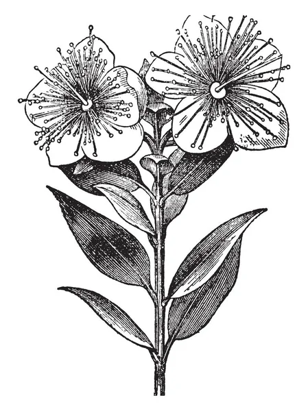 Esta Planta Contiene Dos Flores Con Hojas Dirección Opuesta Dibujo — Archivo Imágenes Vectoriales