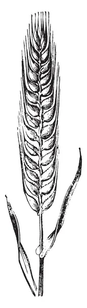 Gerst Een Graan Met Alleen Buitenste Romp Verwijderd Taai Rijk — Stockvector