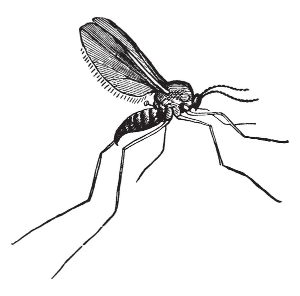 瘿蚊是一种 Cecidomyia 自然大小 复古线画或雕刻插图的品种 — 图库矢量图片