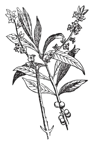 ダフネ Mezereon 植物の開花です 早春の花が生産されています 果実が赤と つの種のジューシーなフルーツ ビンテージの線描画や彫刻イラストです — ストックベクタ