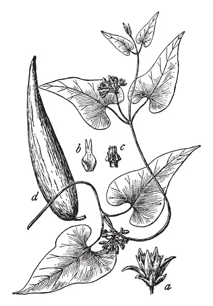 Рисунок Цветок Коронная Доля Опрокинутая Трещинах Стротман Фолликул Семенной Стручок — стоковый вектор