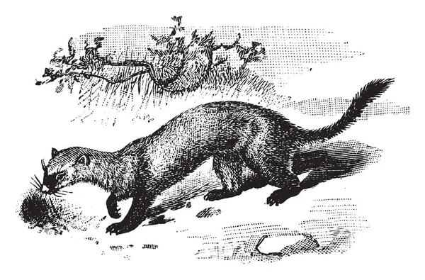 Zwarte Footed Ferret Ook Bekend Als Amerikaanse Bunzing Prairiehond Hunter — Stockvector