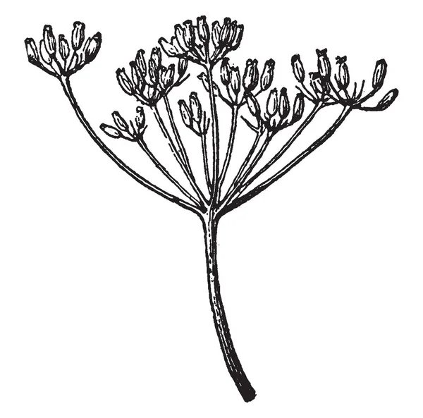 Illustration Botanique Style Ancien Plante — Image vectorielle