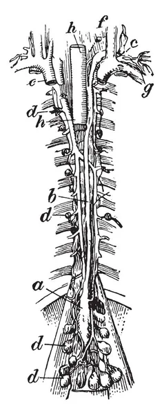 Цій Ілюстрації Представляє Thoracic Протоки Vintage Штриховий Малюнок Або Ілюстрація — стоковий вектор