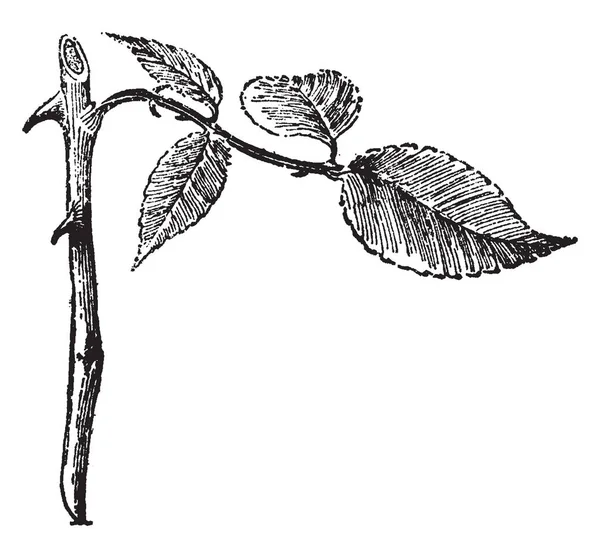 Esta Ilustração Representa Rose Cutting Corte Raiz Rose Desenho Linha — Vetor de Stock