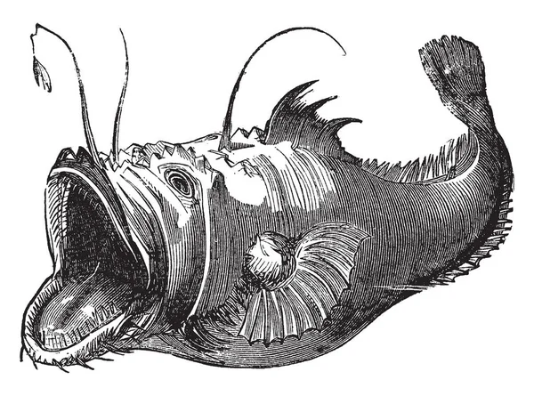 Lophius 有巨大的嘴巴与蠕虫状投射引诱猎物 复古线条画或雕刻插图 — 图库矢量图片