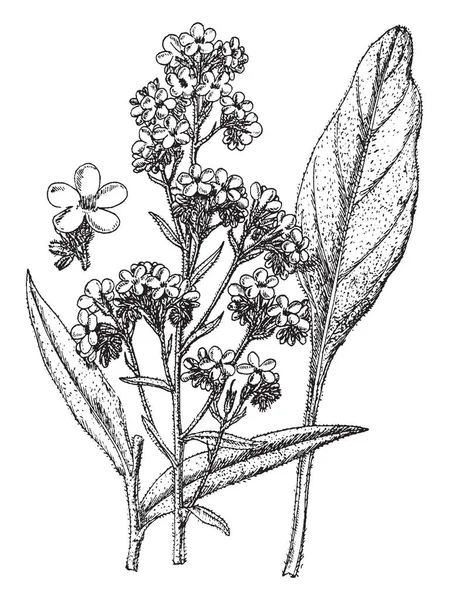 그림은 Anchusa Italica Dropmore 보이고 자주색 느슨한 빈티지 그림에 — 스톡 벡터