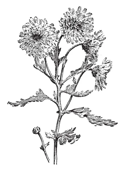 Pompon Crisantemo Con Pequeñas Cabezas Redondeadas Flores Dibujo Línea Vintage — Archivo Imágenes Vectoriales
