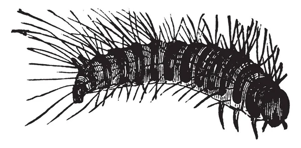 Larder Beetle Which Dermestes Lardarius Species Vintage Line Drawing Engraving — Stock Vector