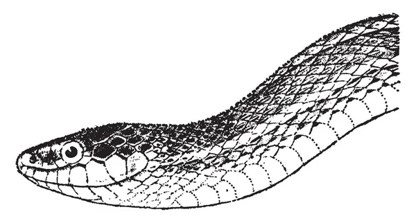 Serpente Giarrettiera Sono Alcuni Dei Nomi Comuni Serpenti Quasi Innocui — Vettoriale Stock