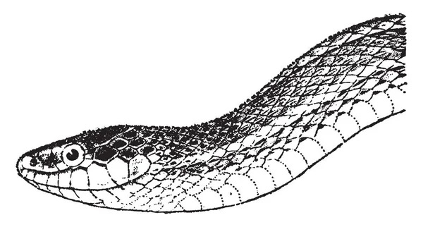 Serpiente Liguero Son Algunos Los Nombres Comunes Para Las Serpientes — Vector de stock