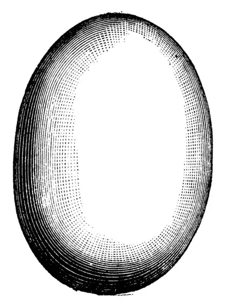 鸡蛋的 Aepyornis 复古刻插图 动物的自然历史 1880 — 图库矢量图片